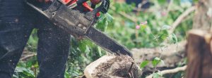 Alphen Tree Services - Tree Felling in the Western Cape