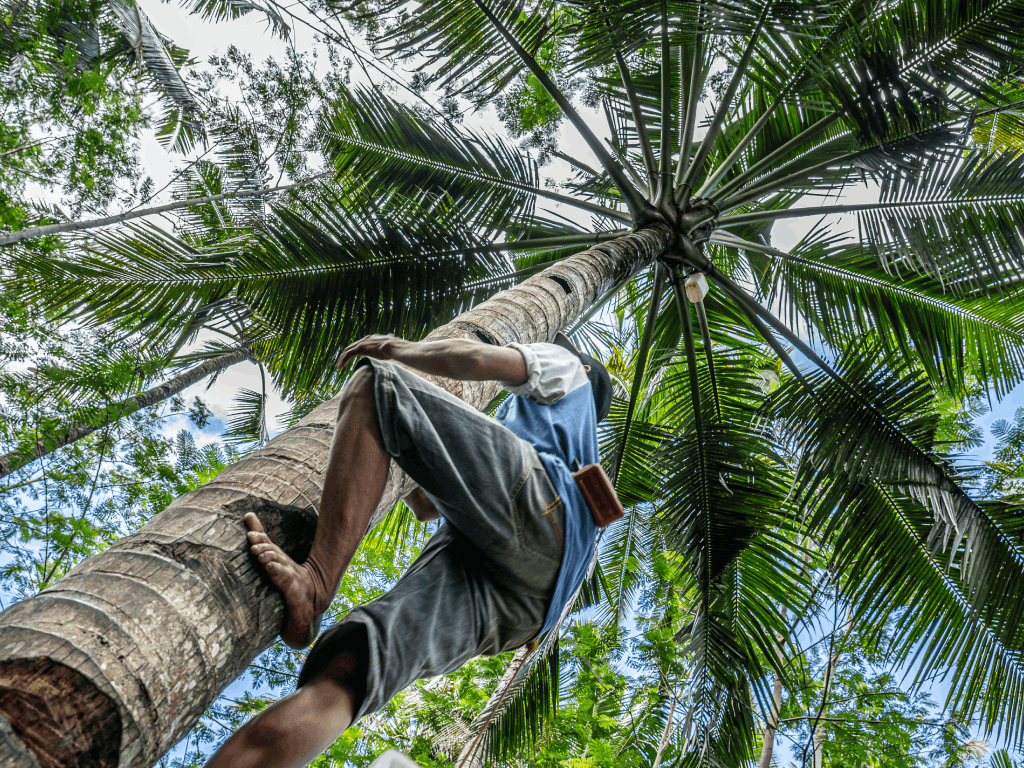 Maintaining Palm Trees