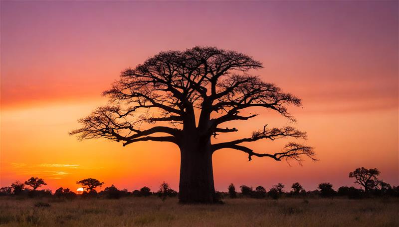 Heritage in Every Branch Celebrating South Africa’s Trees this September