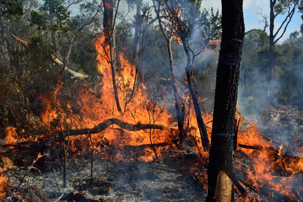 Fire-Smart Landscaping: Protecting Your Trees and Property This Summer