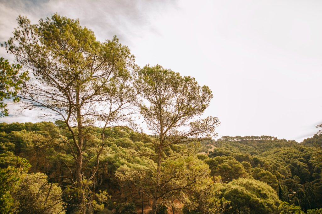 Why Indigenous Trees Are Best for Your Garden in South Africa