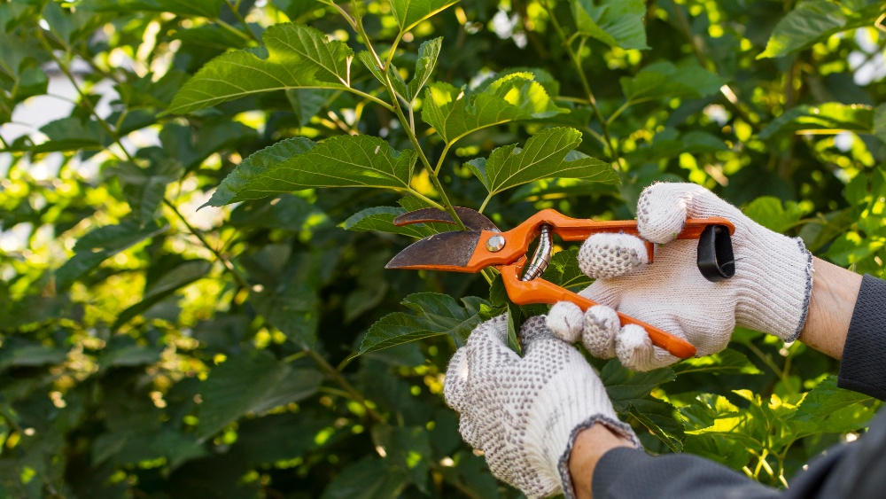 Why Winter Is the Best Time for Tree Maintenance
